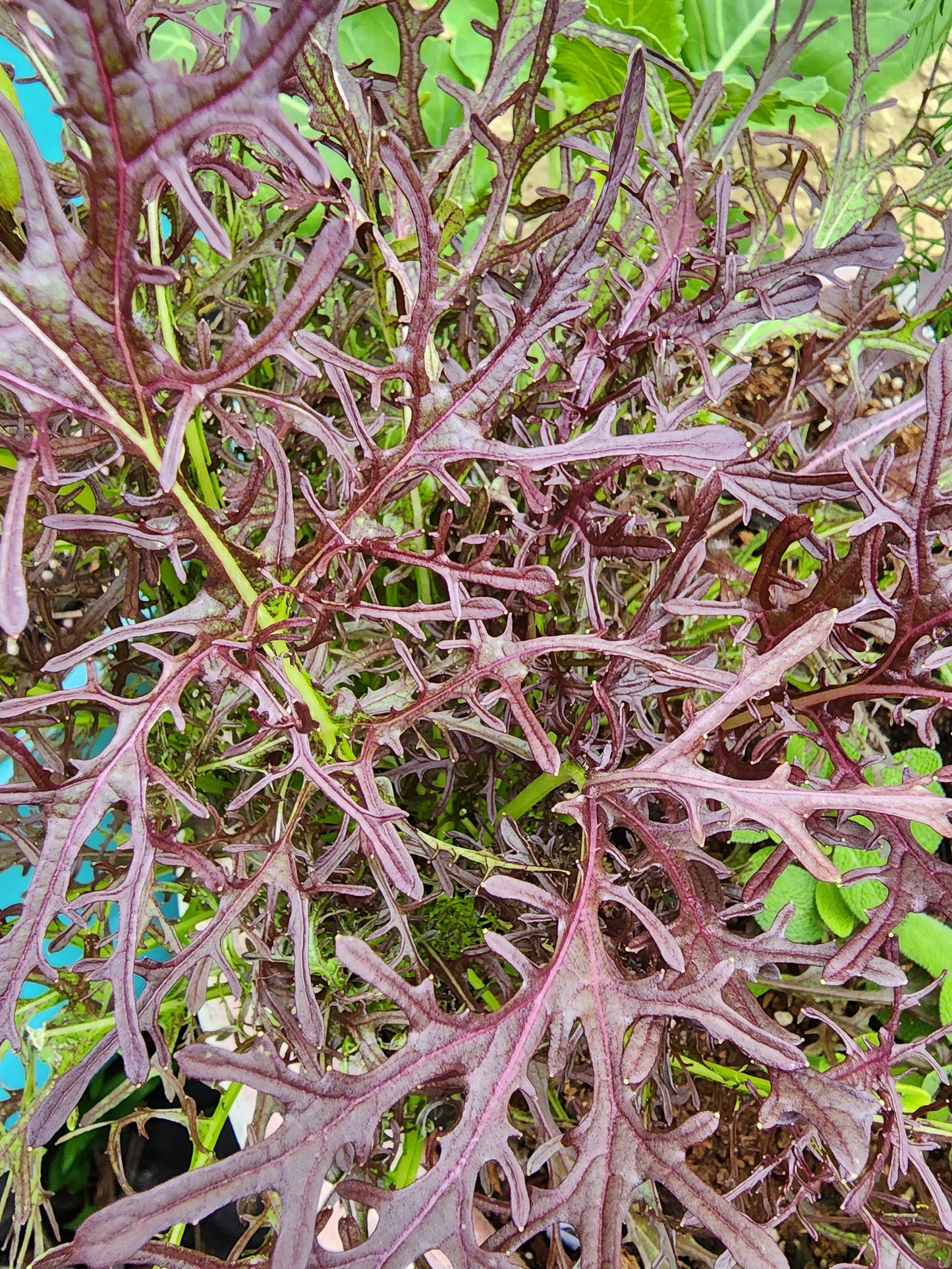 ASIAN GREENS 'Red Leaf Mizuna'