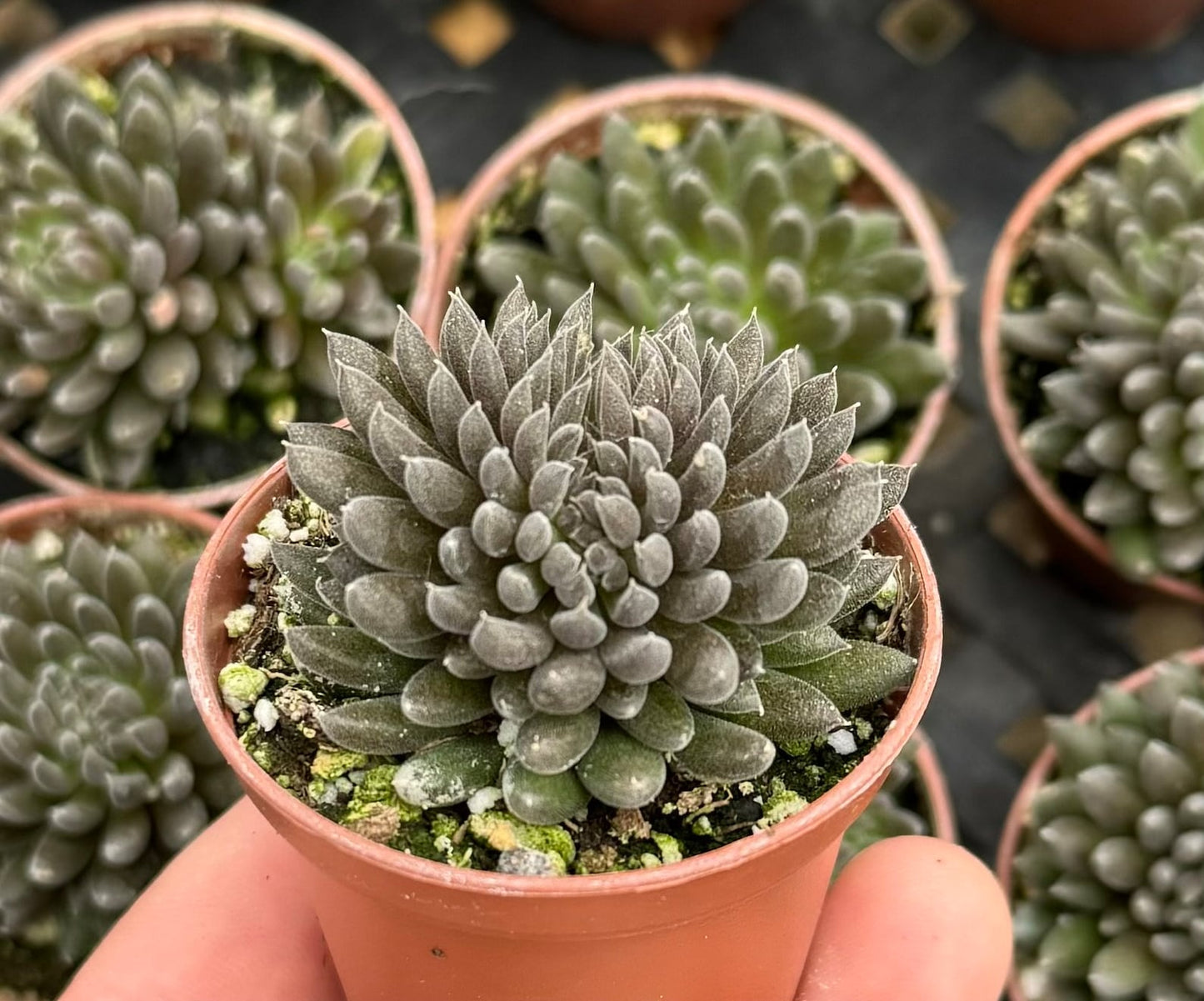 Sinocrassula yunnanensis --Black Sea Urchin--