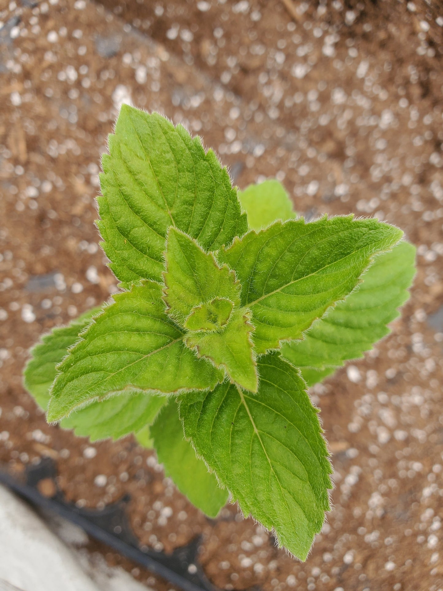 MINT 'Juicy Fruit' --Mentha x.--