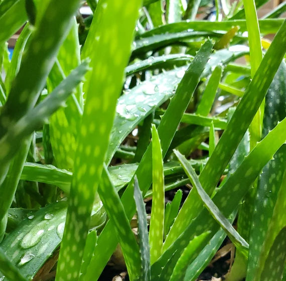 ALOE VERA 'Small-Leaf' --Aloe barbadensis--