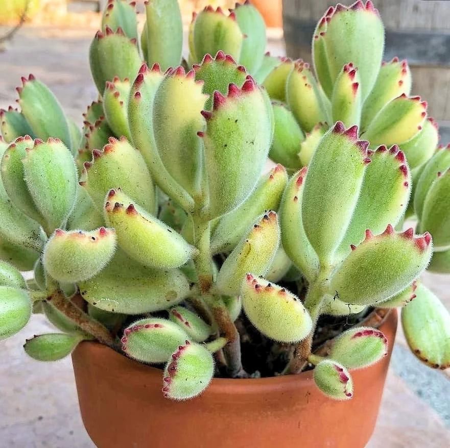 Cotyledon ladismithiensis --Bear's Paw--