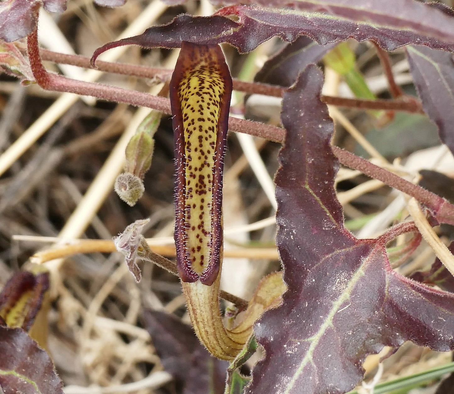 Aristolochia watsonii --Watson's Pipevine--