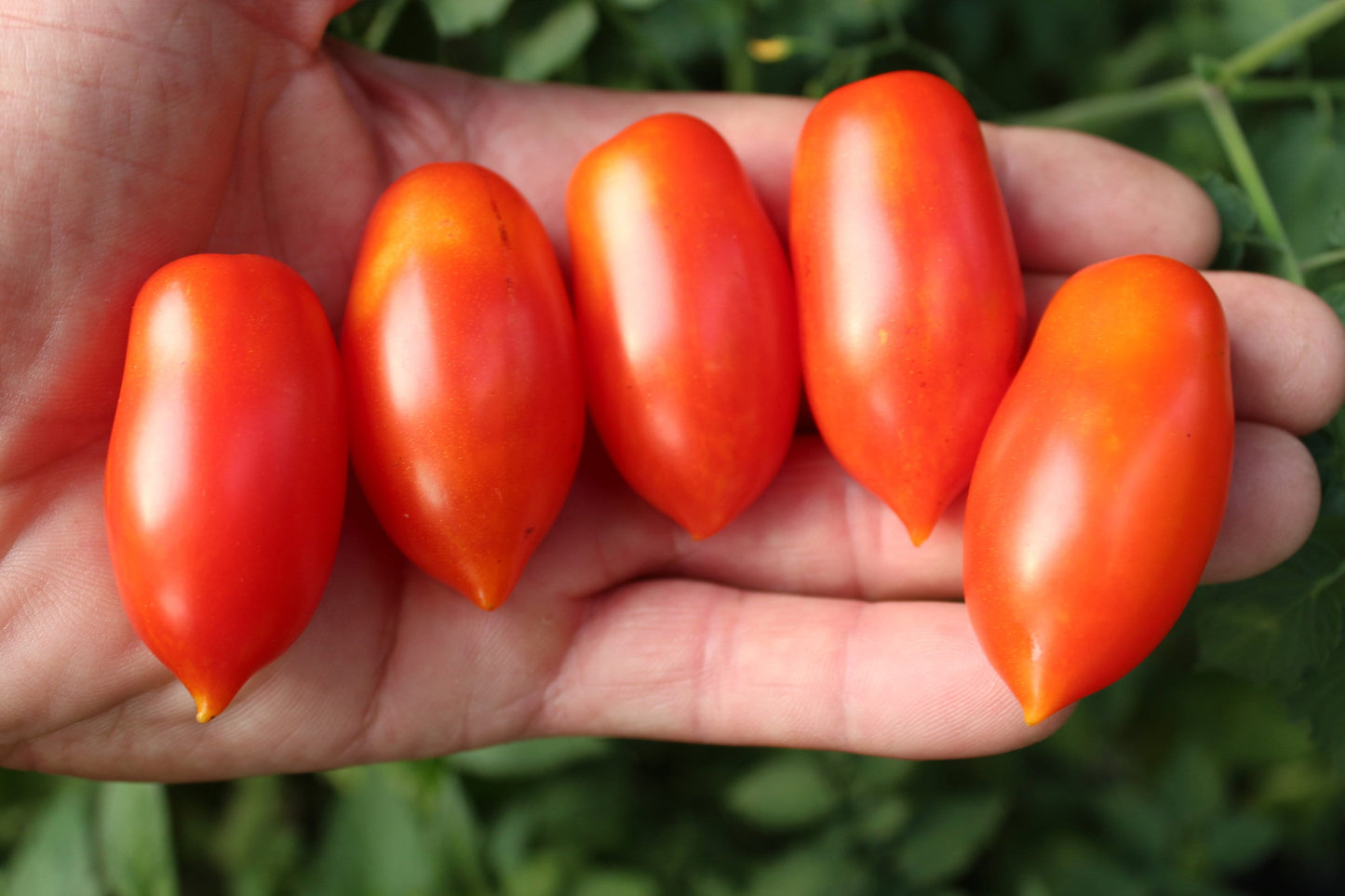 TOMATO 'Mini Marzano'