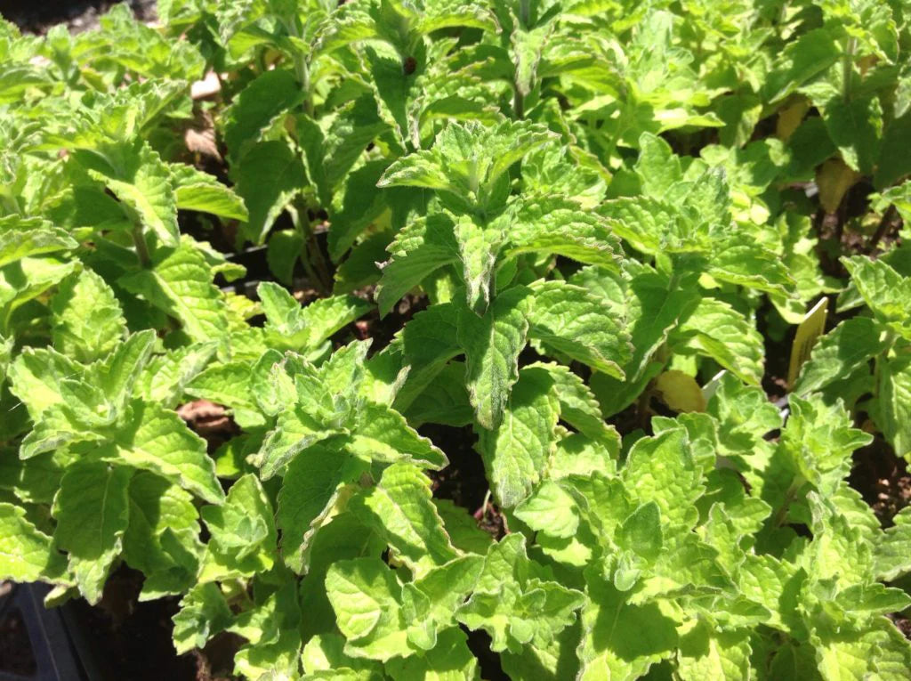 MINT 'Grapefruit' --Mentha piperita 'Grapefruit'--