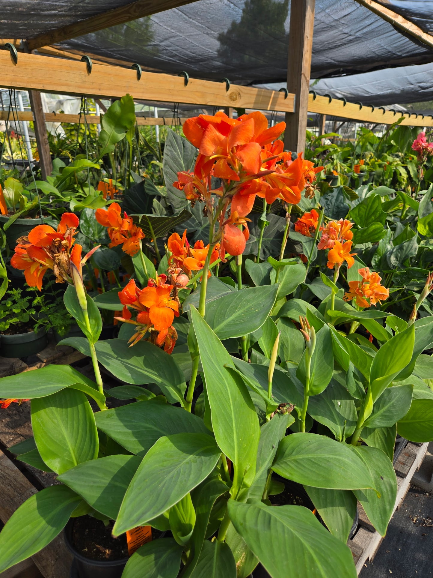 Canna x --Orange Canna--