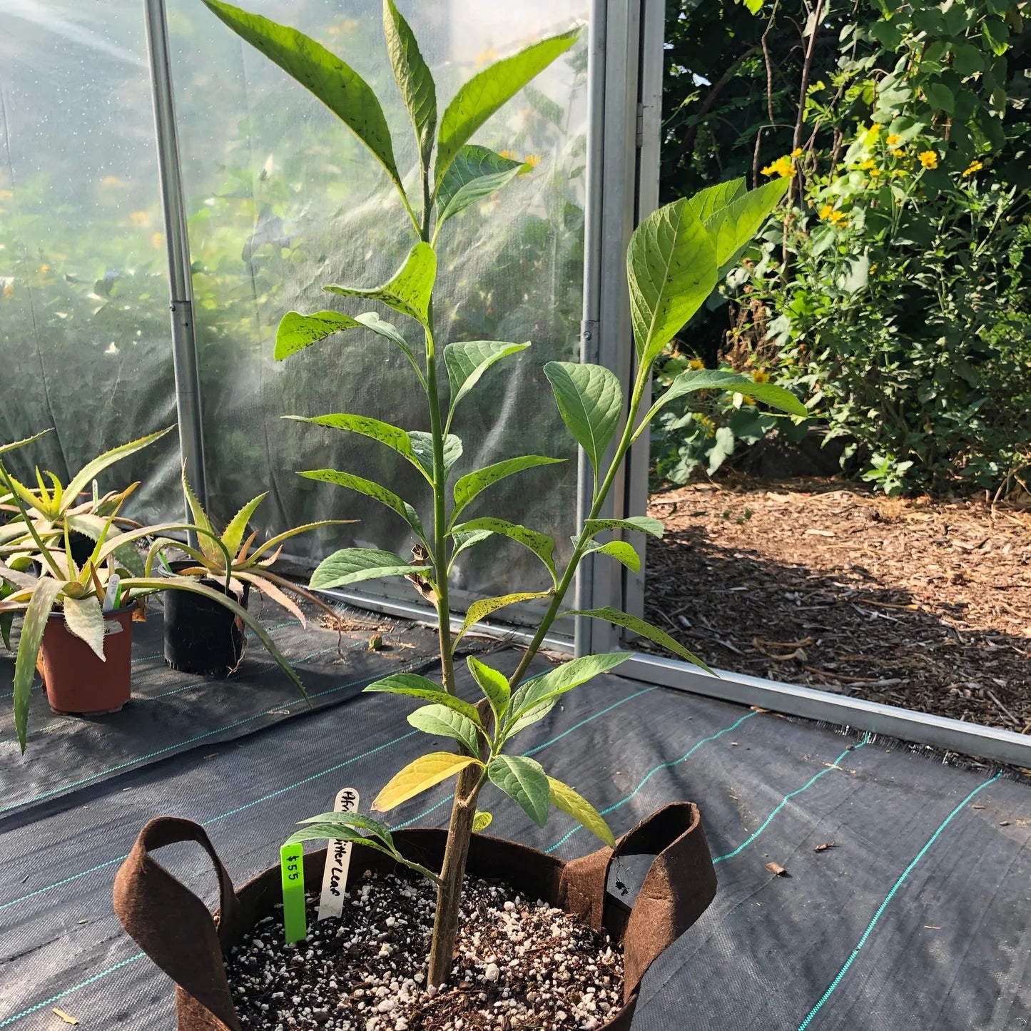 AFRICAN BITTER LEAF --Vernonia amygdalina--