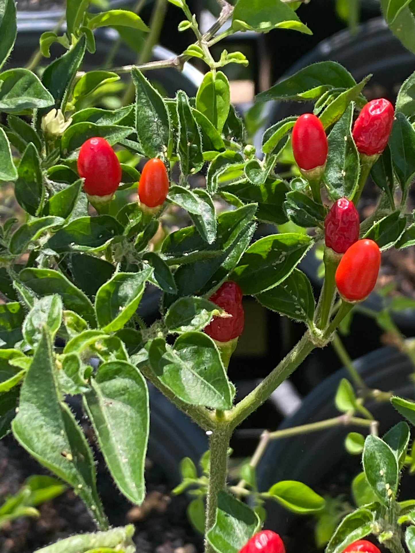 PEPPER 'Schumanville Grande' --Capsicum annuum--