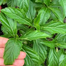 BASIL 'Green Pepper' --Ocimum selloi--
