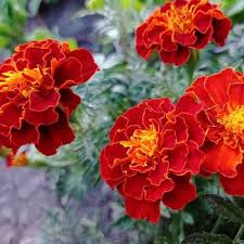 MARIGOLD 'Red Cherry'