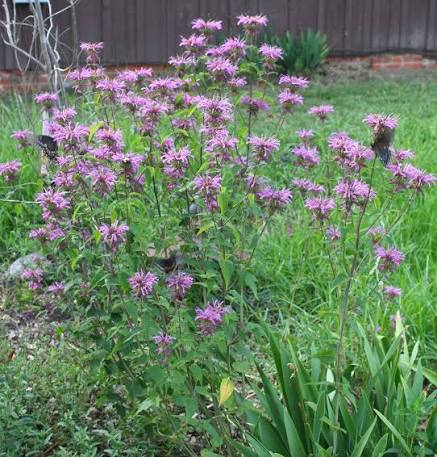 Monarda fistulosa x. bartlettii --Peter's Purple Beebalm--