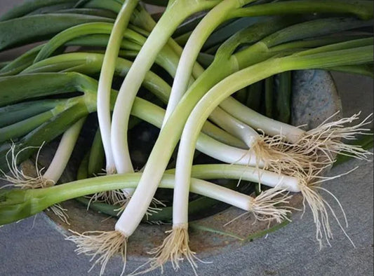 ONION 'Ishikura' --Allium fistulosum--
