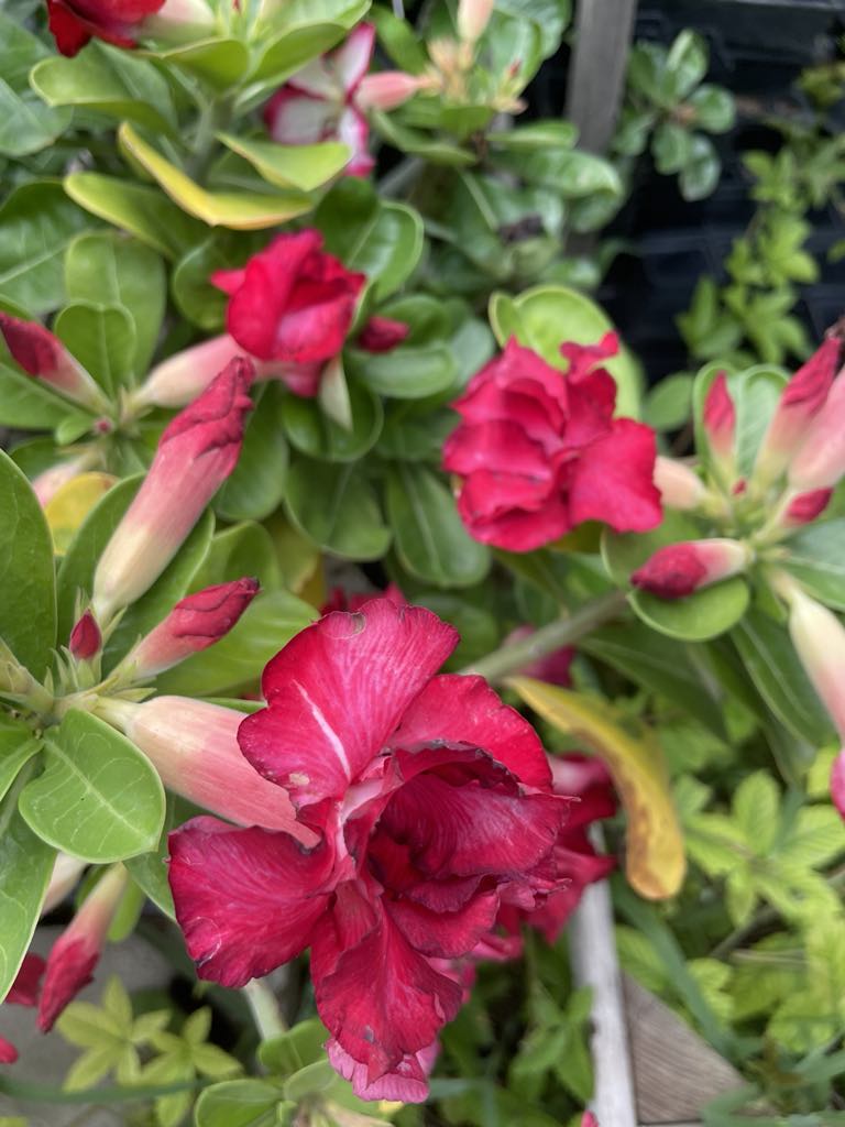Adenium obesum --Red Desert Rose--