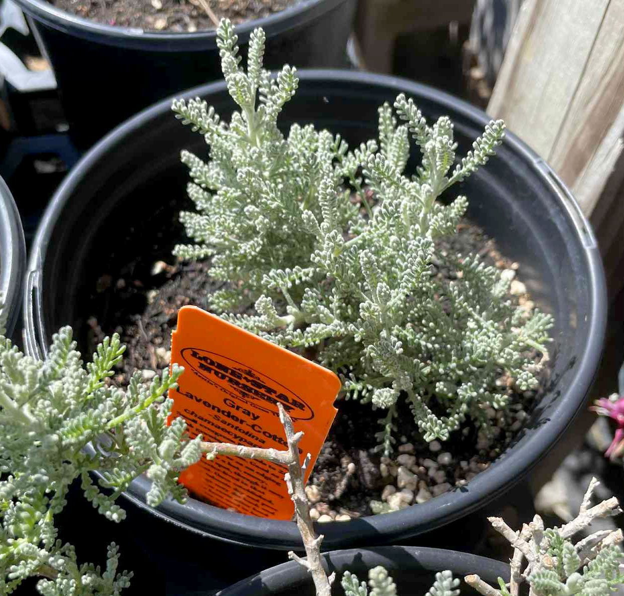 Santolina chamaecyparissus --Gray Lavender-Cotton--