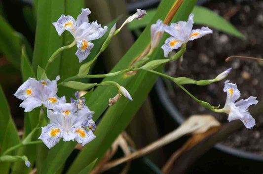 Iris japonica 'Eco Easter'