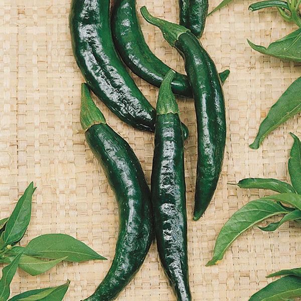 PEPPER 'Pasilla Bajio'