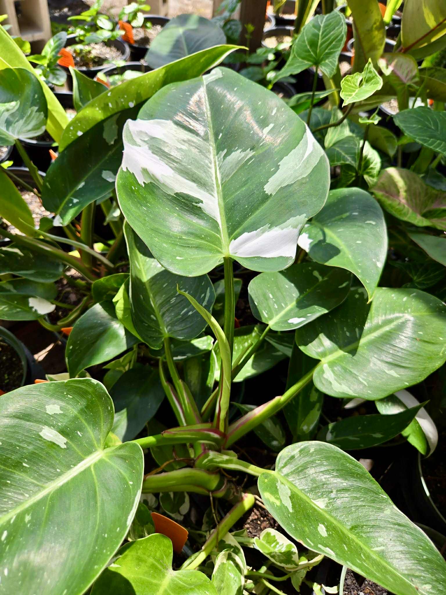 philodendron white princess size Philodendron 'White Princess'