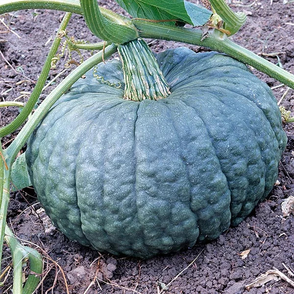 SQUASH 'Zapallo Chileno'