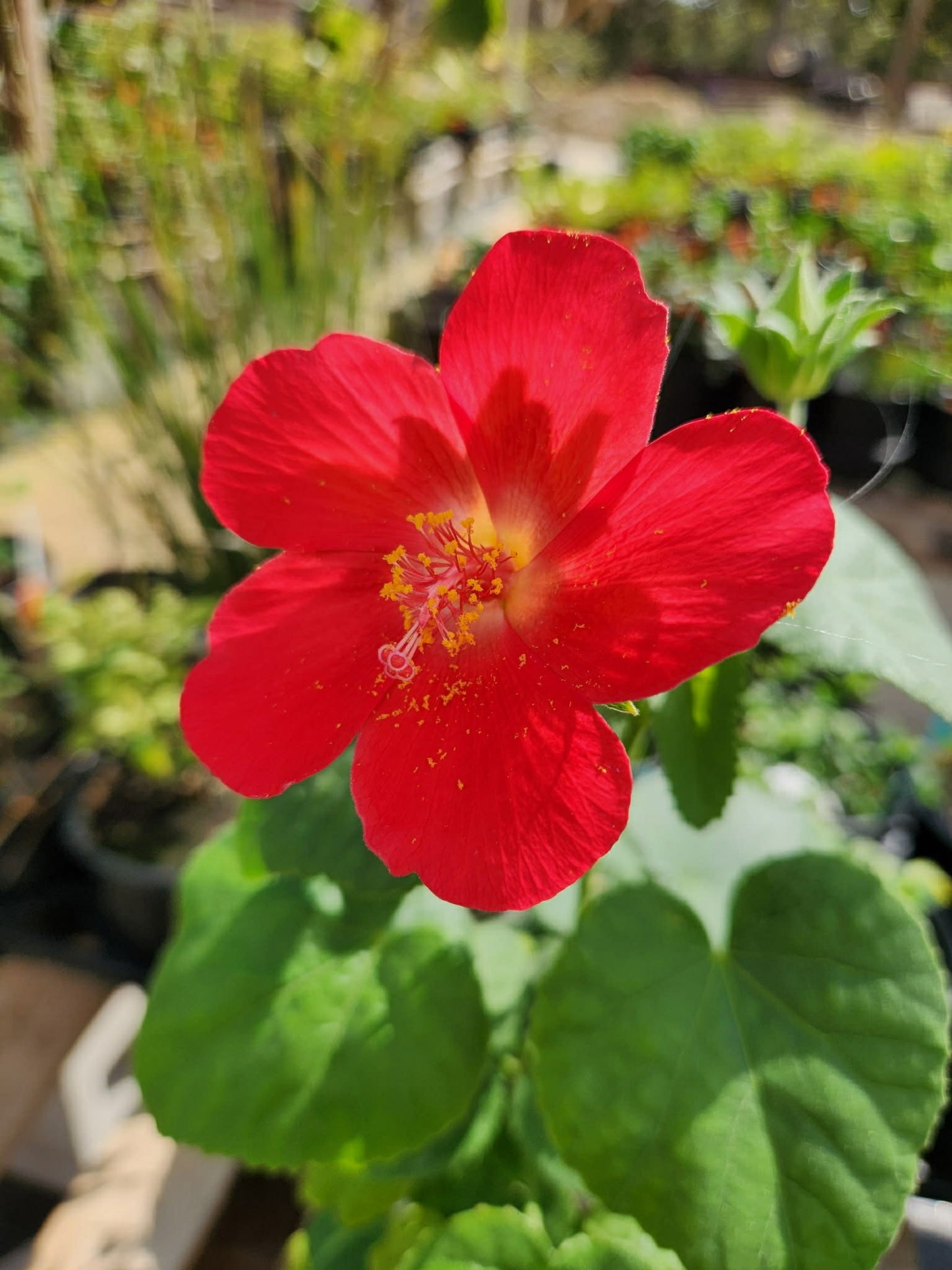 Hibiscus martianus --Heartleaf Rosemallow--