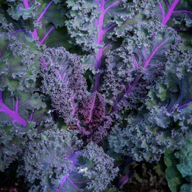 KALE 'Scarlet'