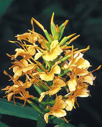 GINGER LILY 'Kin Ôgi' --Hedychium x.--