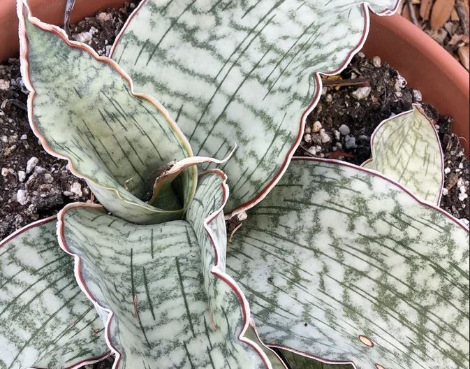gray snake plant Sansevieria kirkii --Silver Blue Snake Plant--