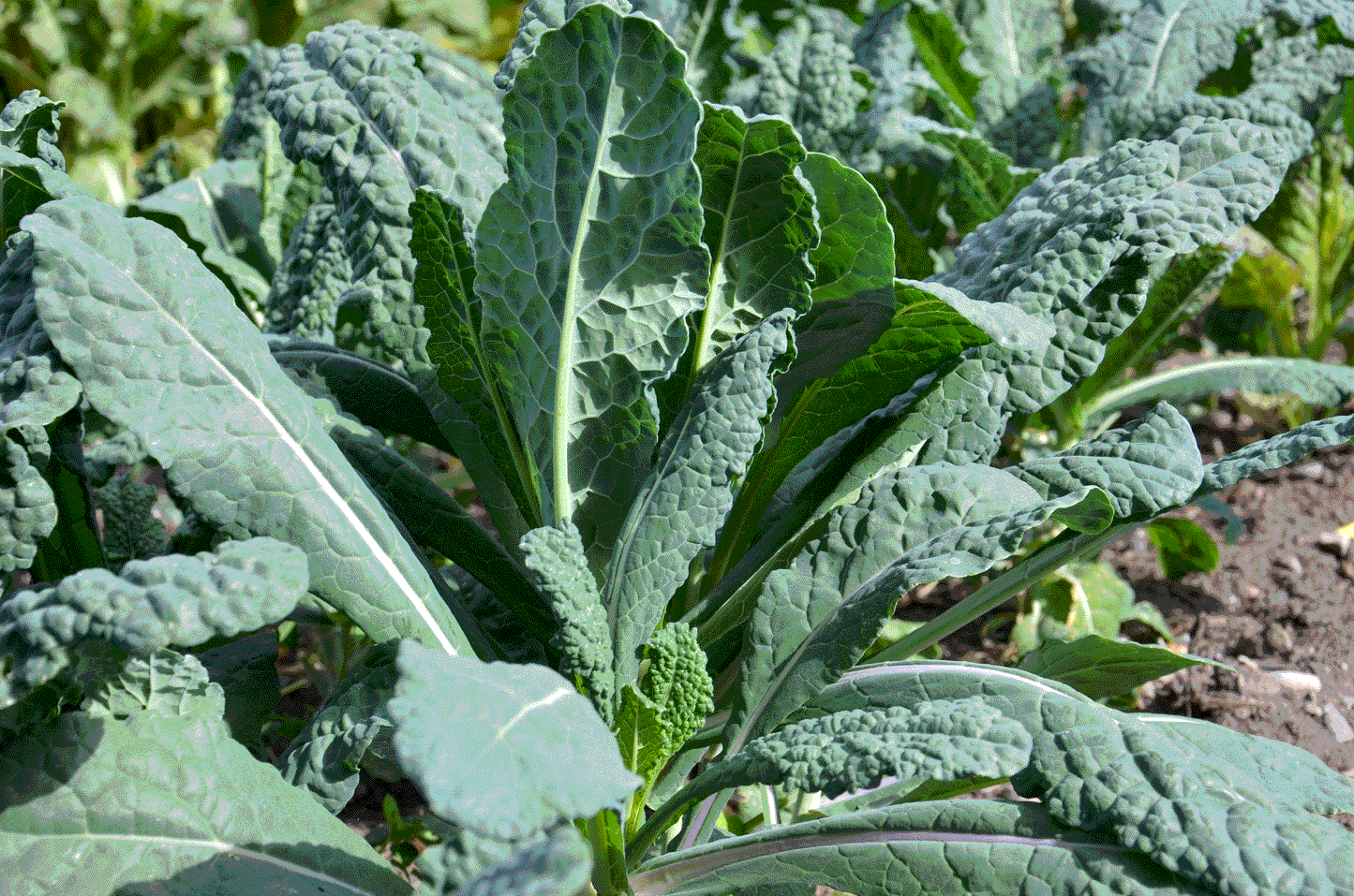 KALE 'Lacinato Dinosaur'