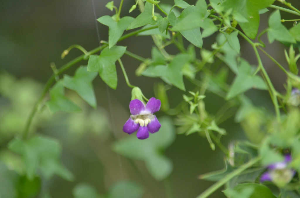 Maurandella antirrhiniflora --Purple Snapdragon Vine--