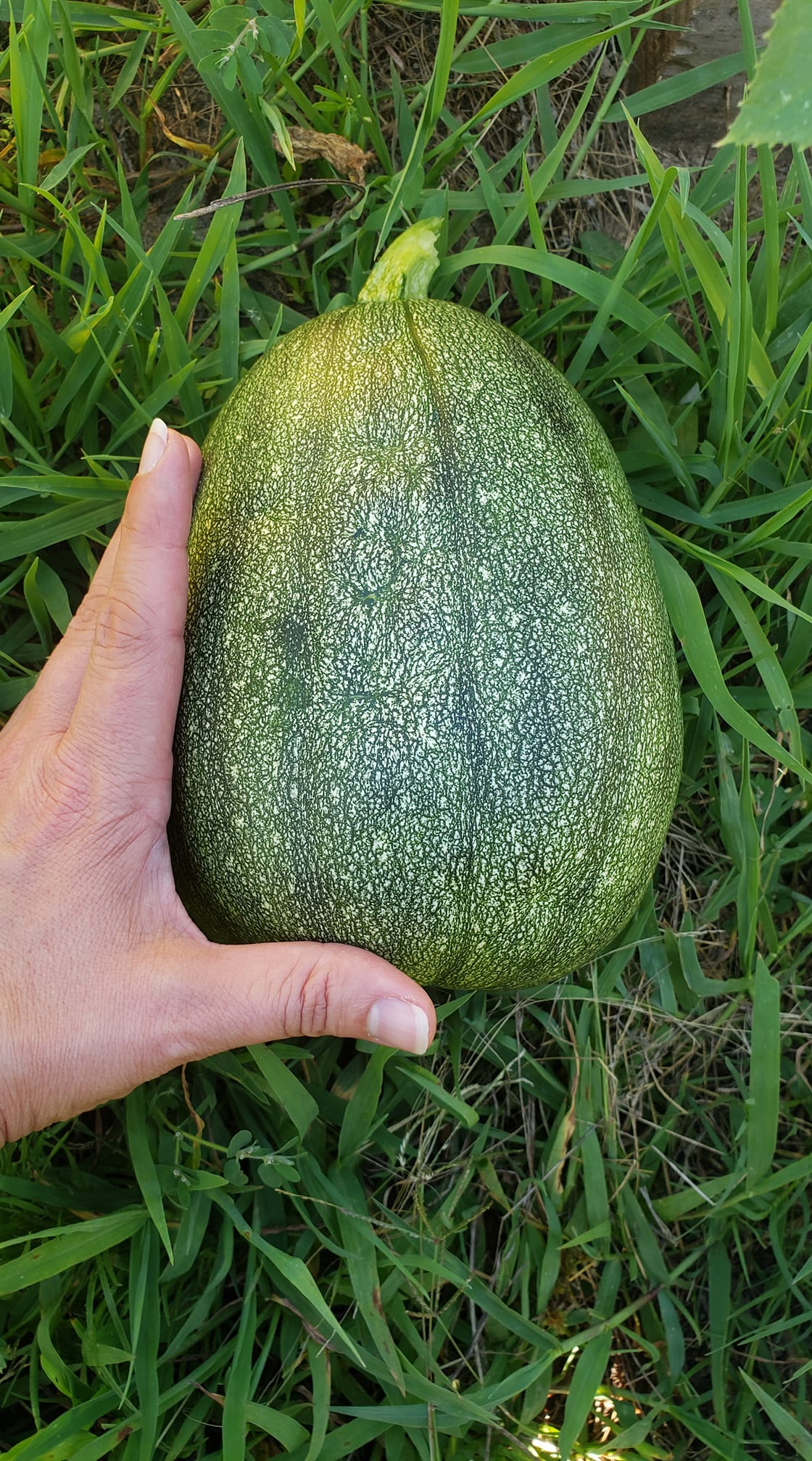 SQUASH 'Tatume'