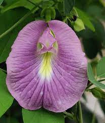 butterfly pea flower and lavender PEA 'Lavender Queen Butterfly' --Clitoria ternatea--
