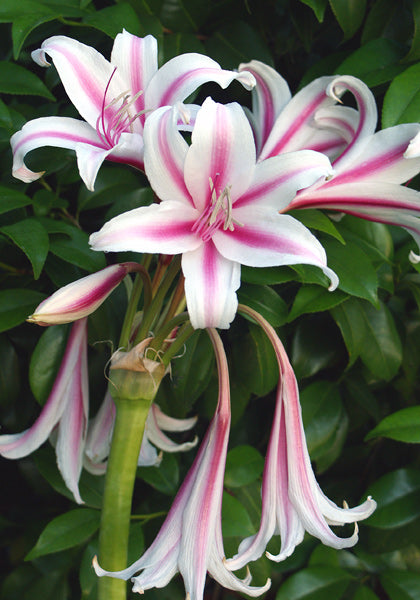 crinum lily white Crinum --Milk and Wine Lily--
