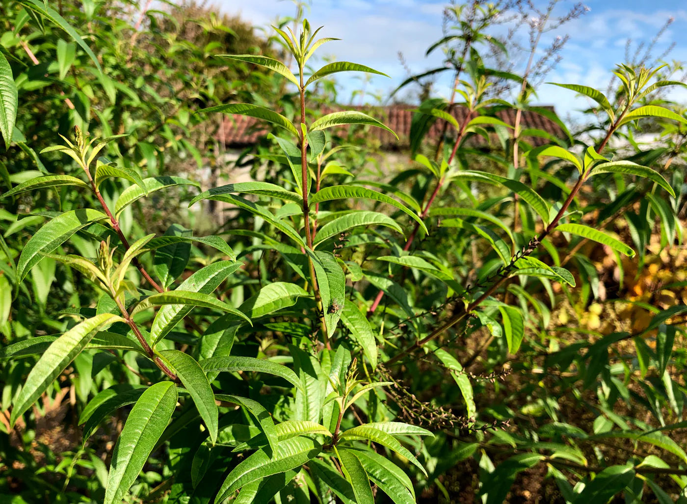 VERBENA 'Lemon' --Aloysia citrodora--