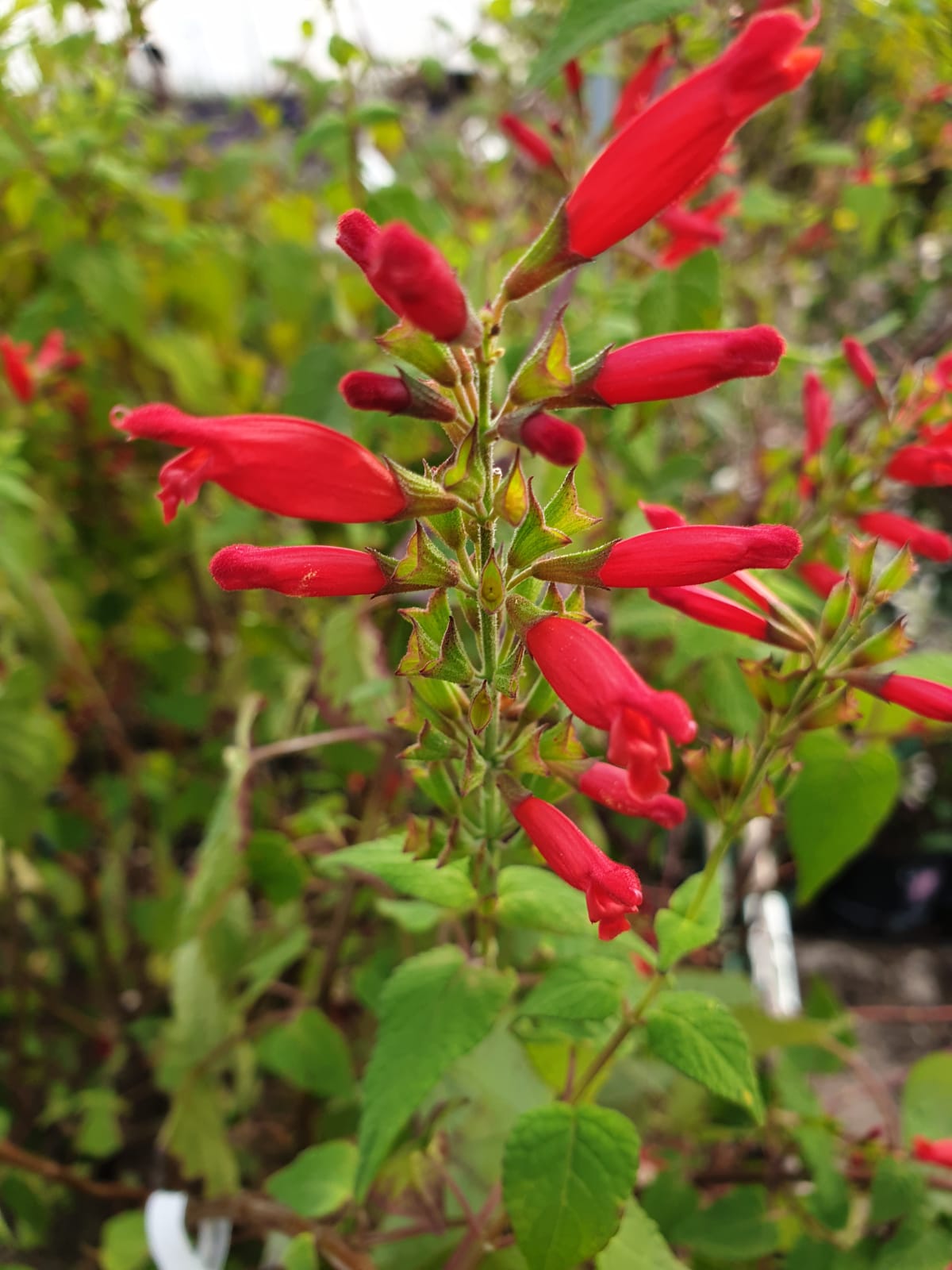 Salvia holwayi --Holway's Sage--