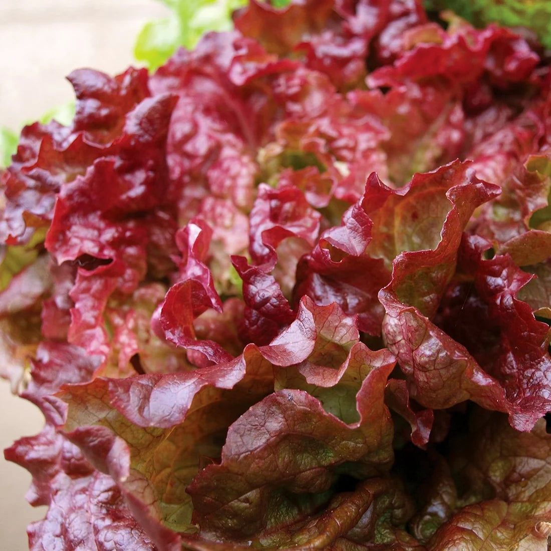 LETTUCE 'Flame'