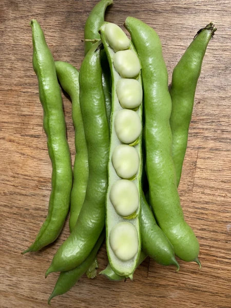 BEAN 'Long Yellow Fava'