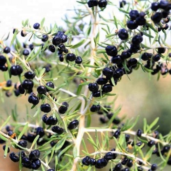 GOJI BERRY 'Black' --Lycium ruthenicum--