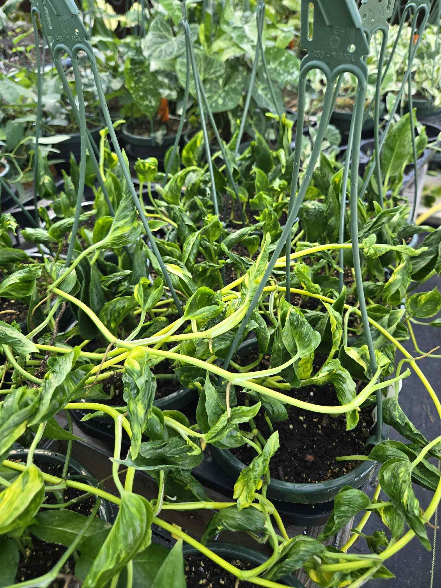 Epipremnum --Shangri La Variegated Pothos--