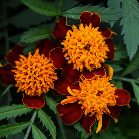 MARIGOLD 'Orange Flame'