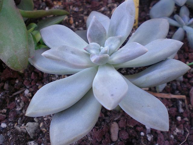 Graptopetalum 'Marquise de Sévigné'