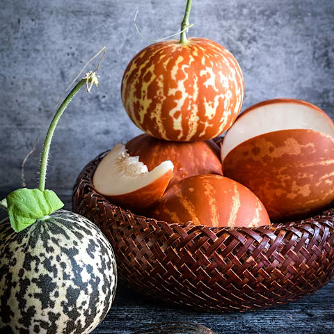 MELON 'Tigger'