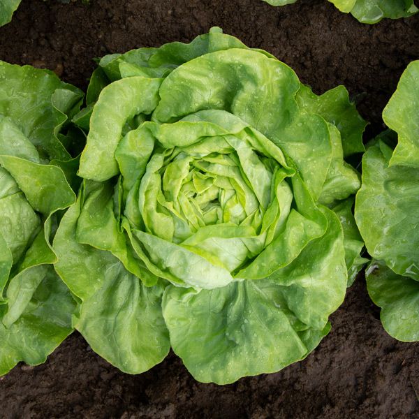 LETTUCE 'Milagro'