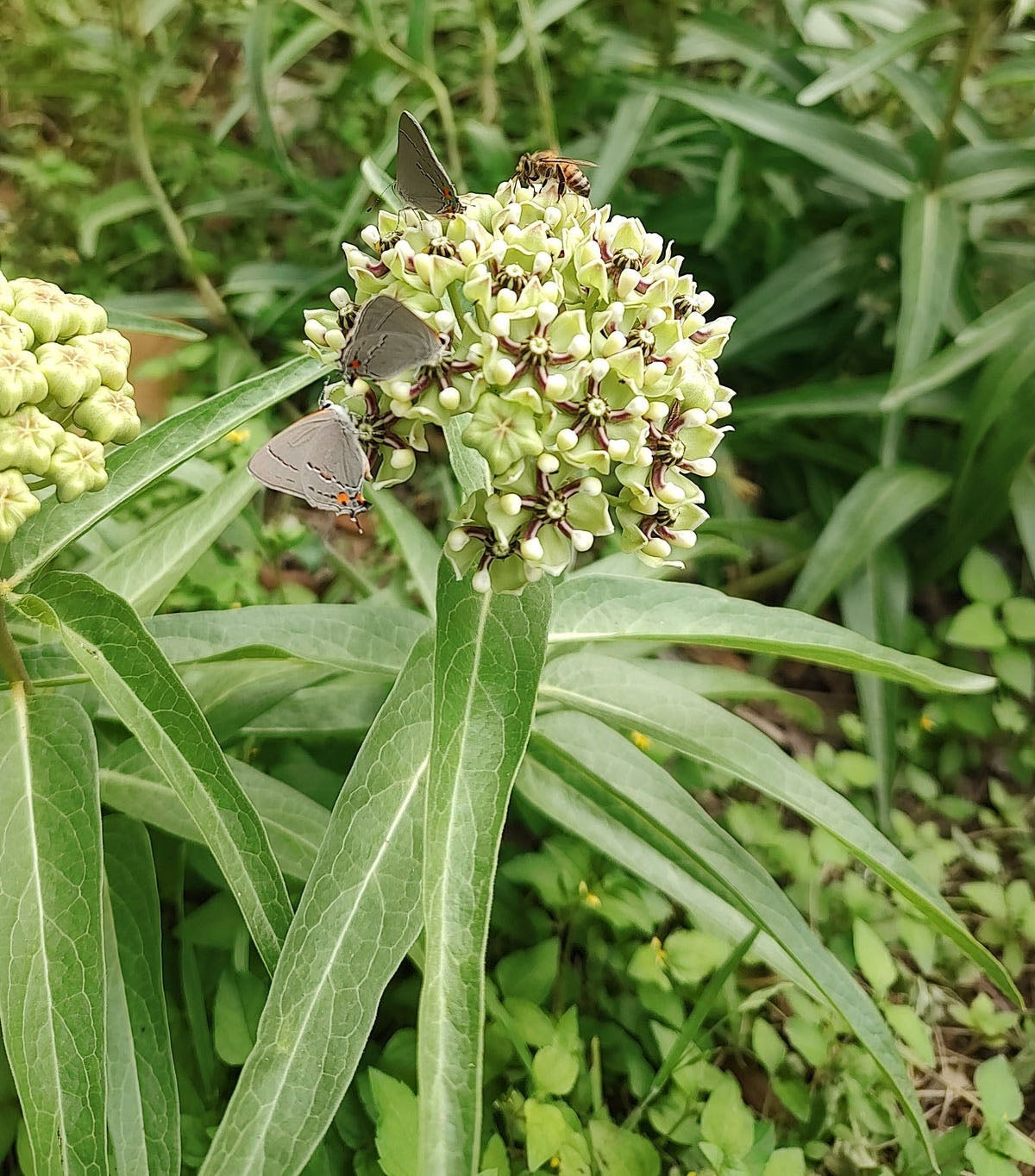 Asclepias asperula --Antelopehorn Milkweed--