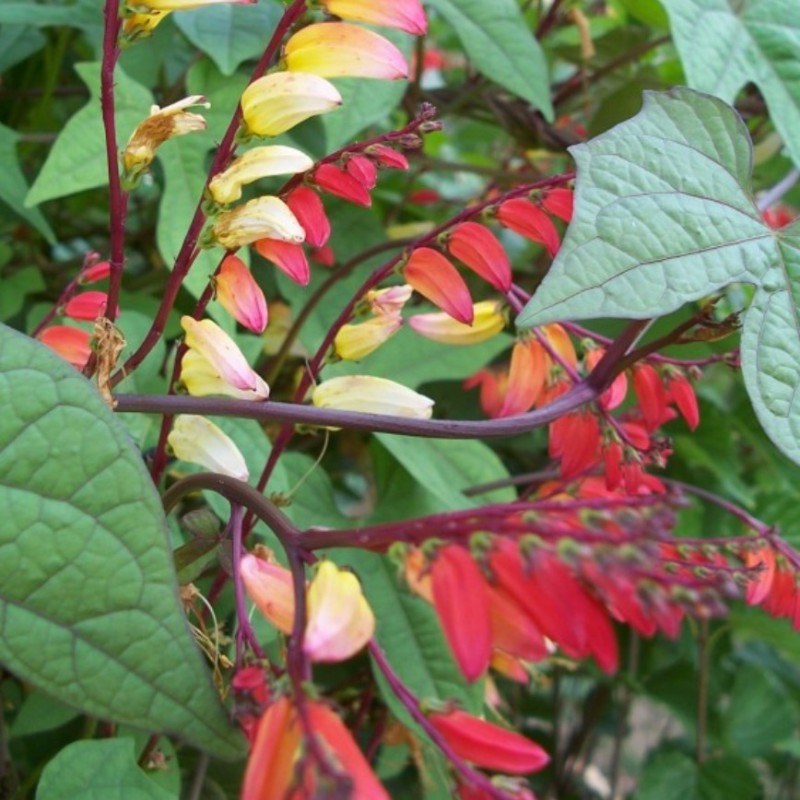 EXOTIC LOVE VINE --Ipomoea lobata--