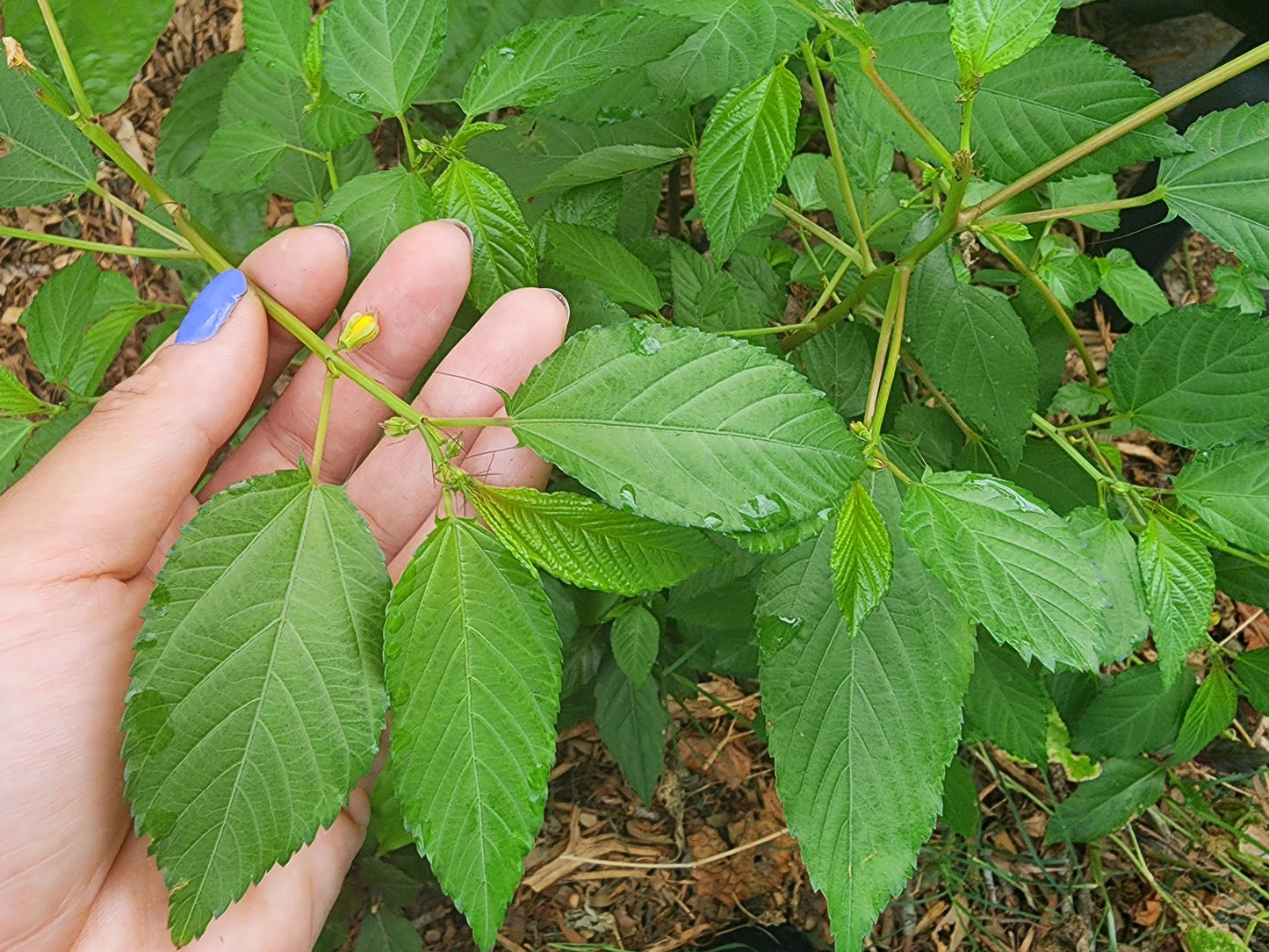 SPINACH 'Egyptian Molokhia' --Corchorus olitorius--