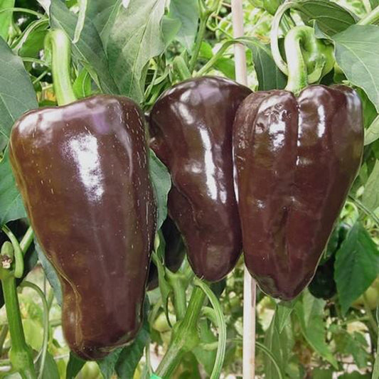 PEPPER 'Mulato Isleno'