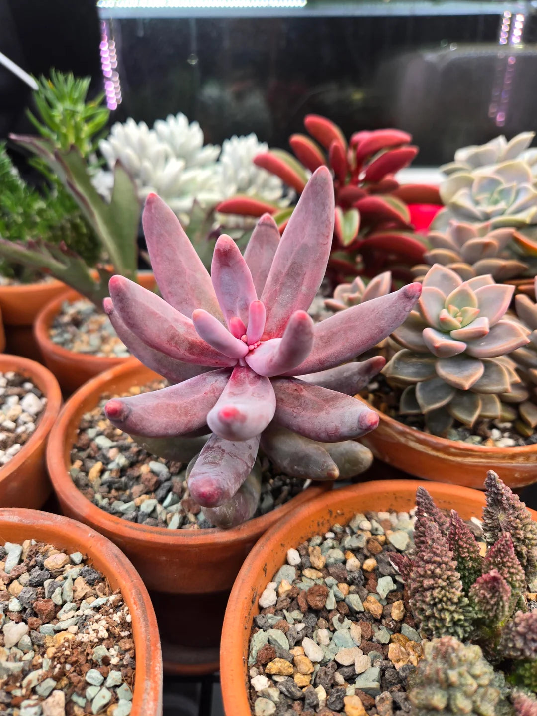 Pachysedum 'Ganzhou'