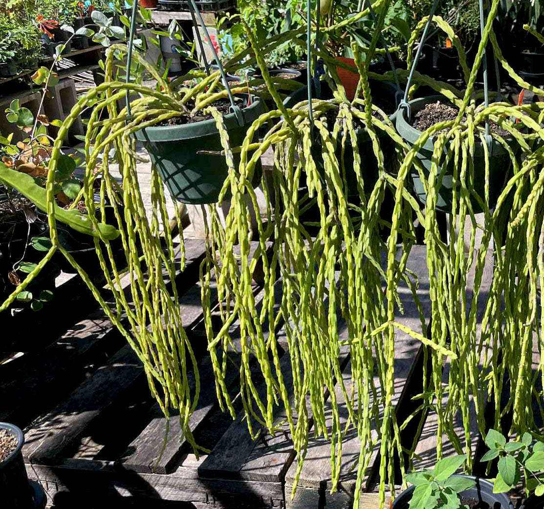 Rhipsalis paradoxa --Chain Cactus--
