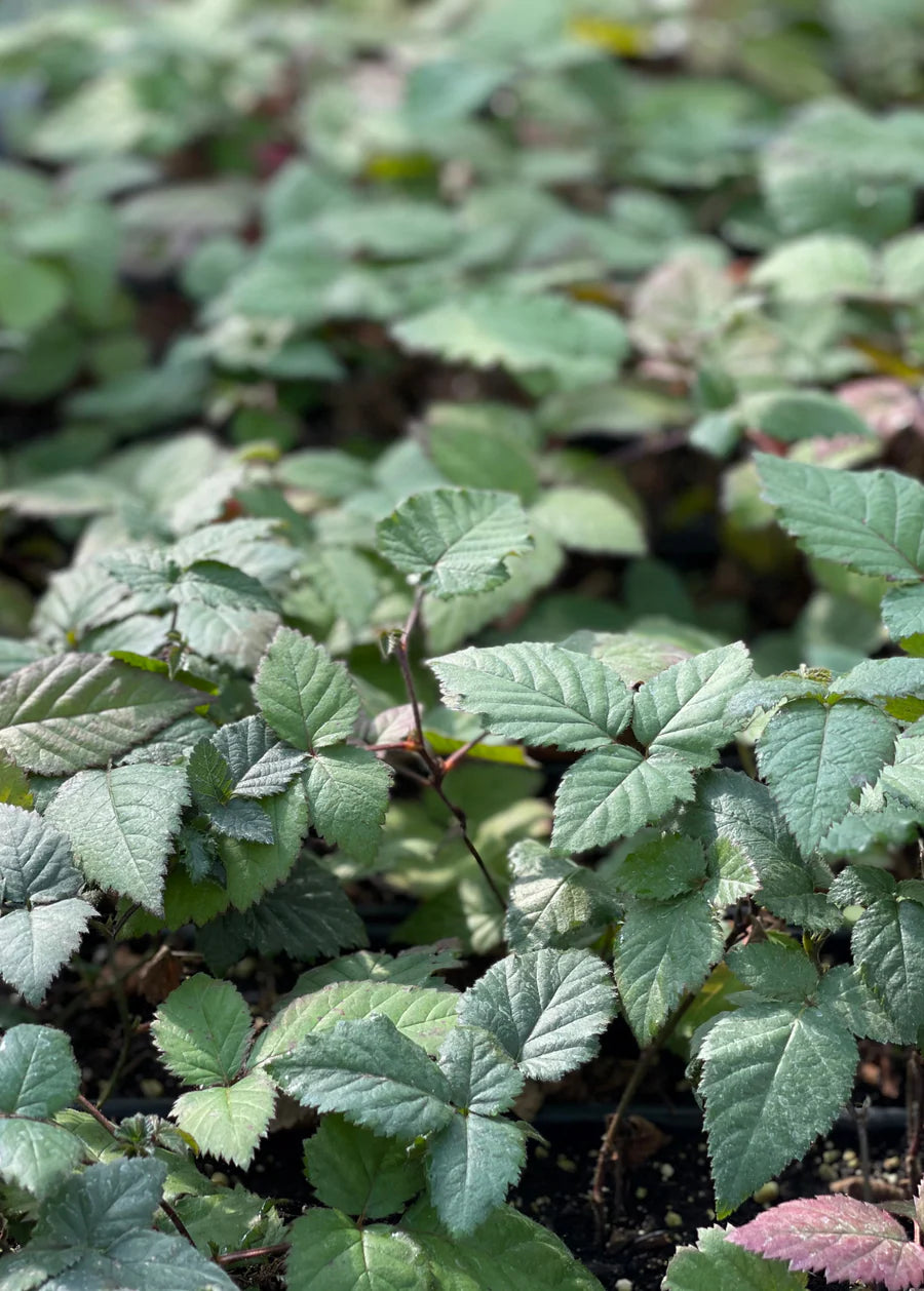BLACKBERRY 'Natchez Thornless' --Rubus fruticosus--