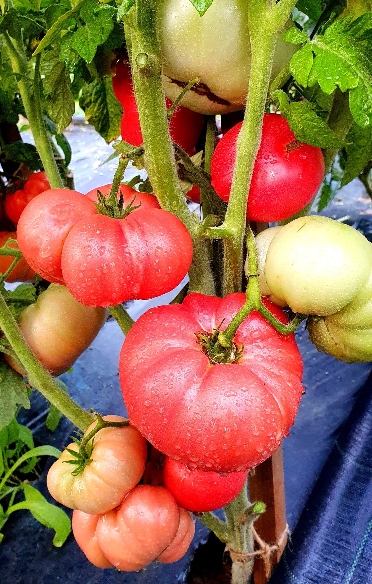 TOMATO 'New Big Dwarf'