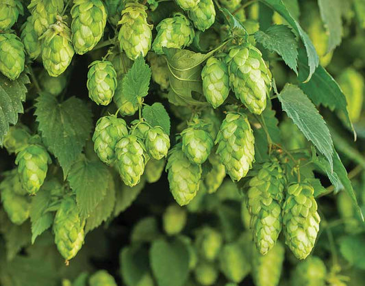 HOPS 'Seed-Grown' --Humulus lupulus--