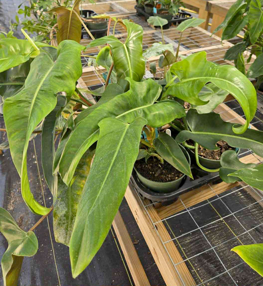 Philodendron mexicanum